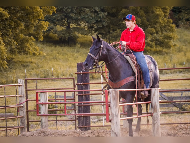 American Quarter Horse Mare 11 years 15,1 hh Roan-Blue in Culleoka, TN