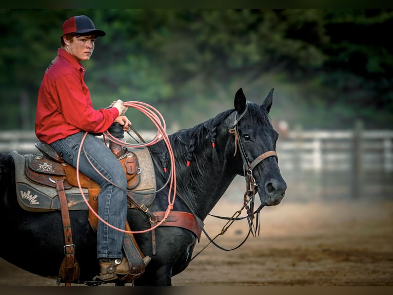 American Quarter Horse Mare 11 years 15,1 hh Roan-Blue in Culleoka, TN