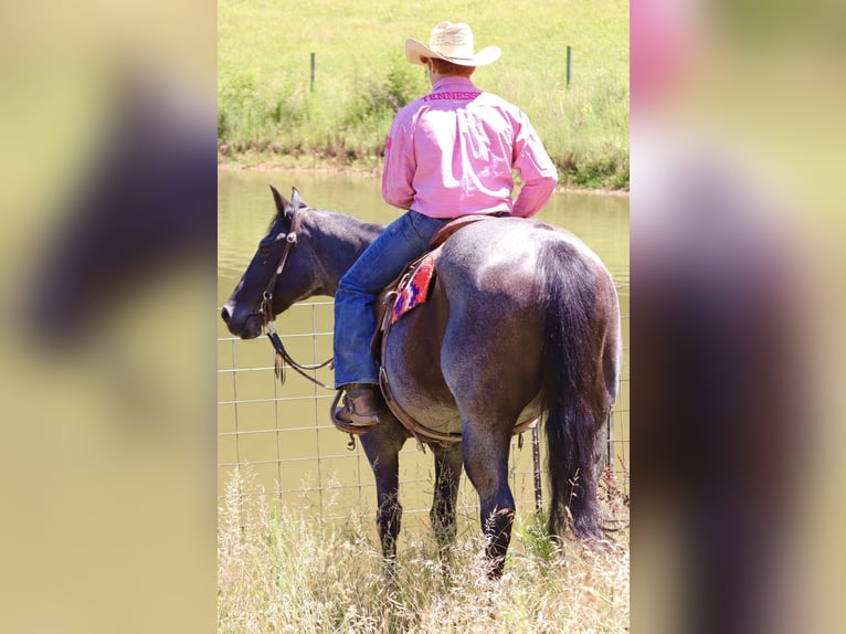 American Quarter Horse Mare 11 years 15,1 hh Roan-Blue in Culleoka, TN