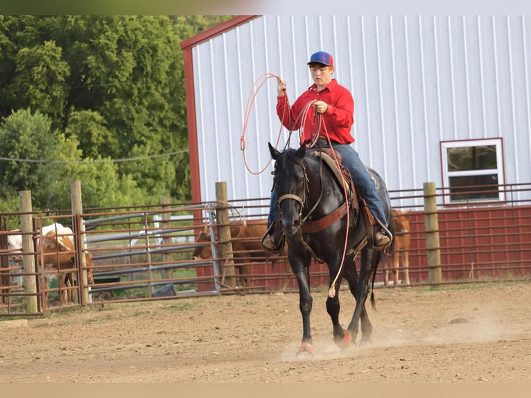 American Quarter Horse Mare 11 years 15,1 hh Roan-Blue in Culleoka, TN