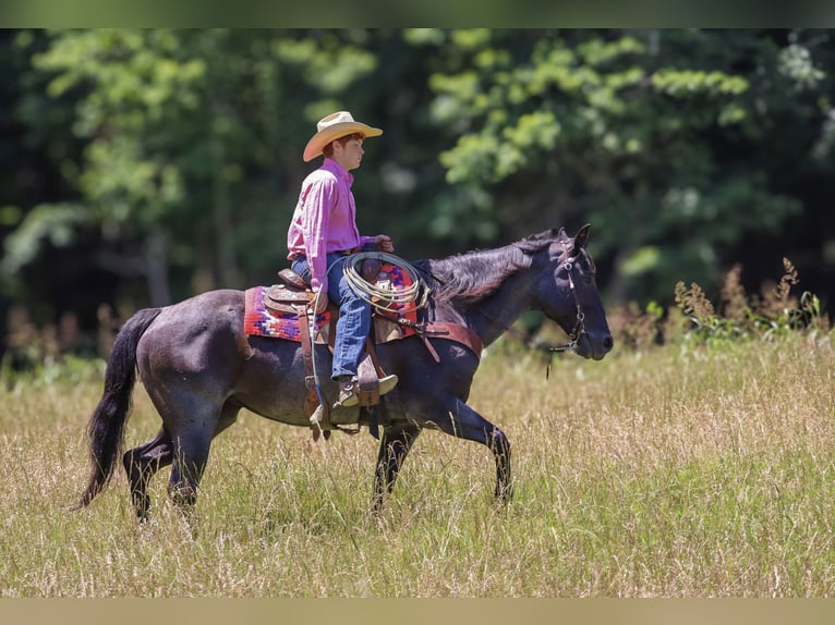 American Quarter Horse Mare 11 years 15,1 hh Roan-Blue in Culleoka, TN