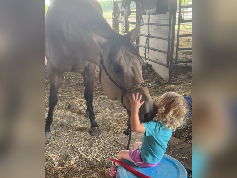 American Quarter Horse Mare 11 years 15,2 hh Buckskin in Madill