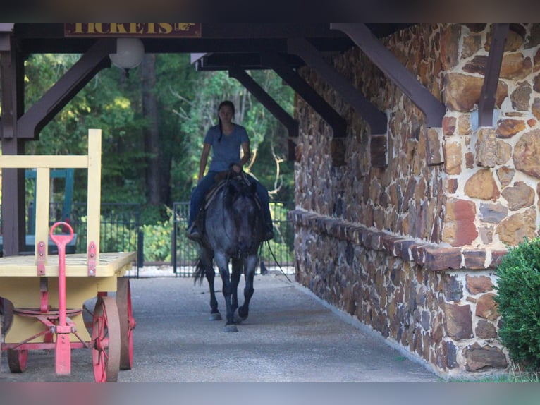 American Quarter Horse Mare 11 years 15,2 hh Roan-Bay in Rusk TX