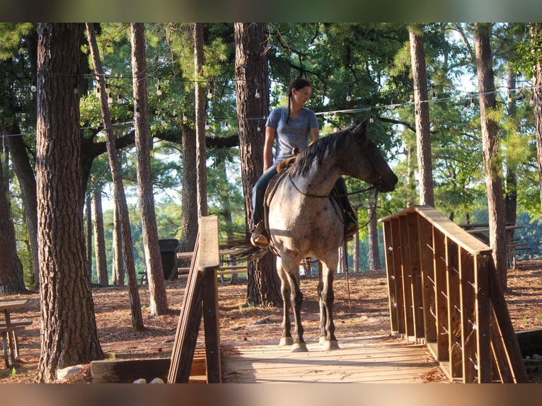 American Quarter Horse Mare 11 years 15,2 hh Roan-Bay in Rusk TX