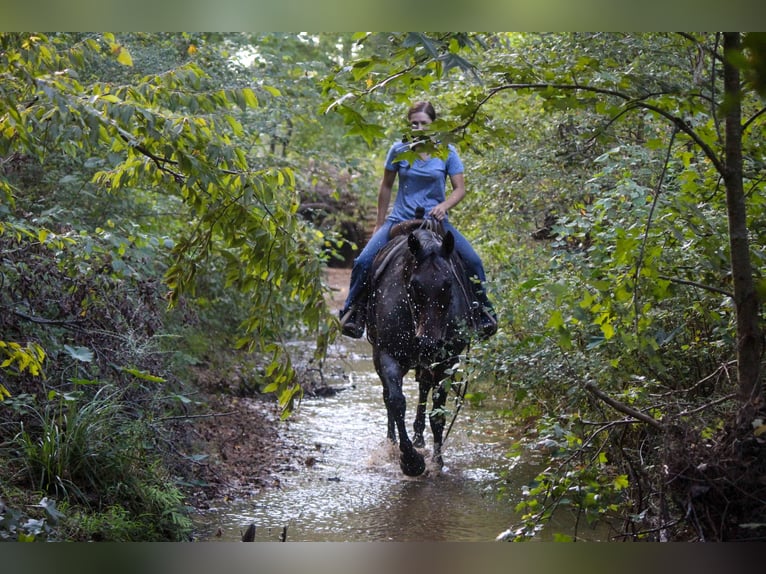 American Quarter Horse Mare 11 years 15,2 hh Roan-Bay in Rusk TX