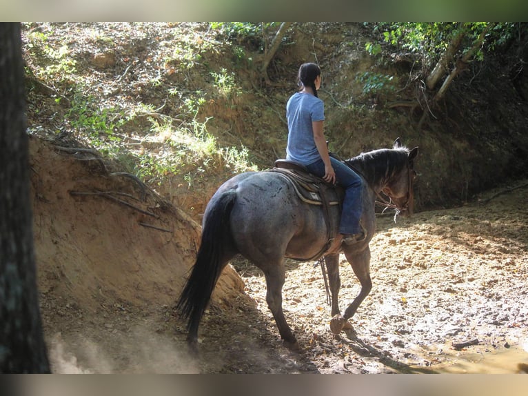 American Quarter Horse Mare 11 years 15,2 hh Roan-Bay in Rusk TX