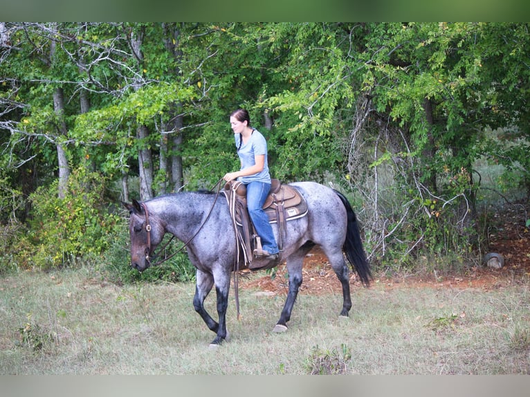 American Quarter Horse Mare 11 years 15,2 hh Roan-Bay in Rusk TX