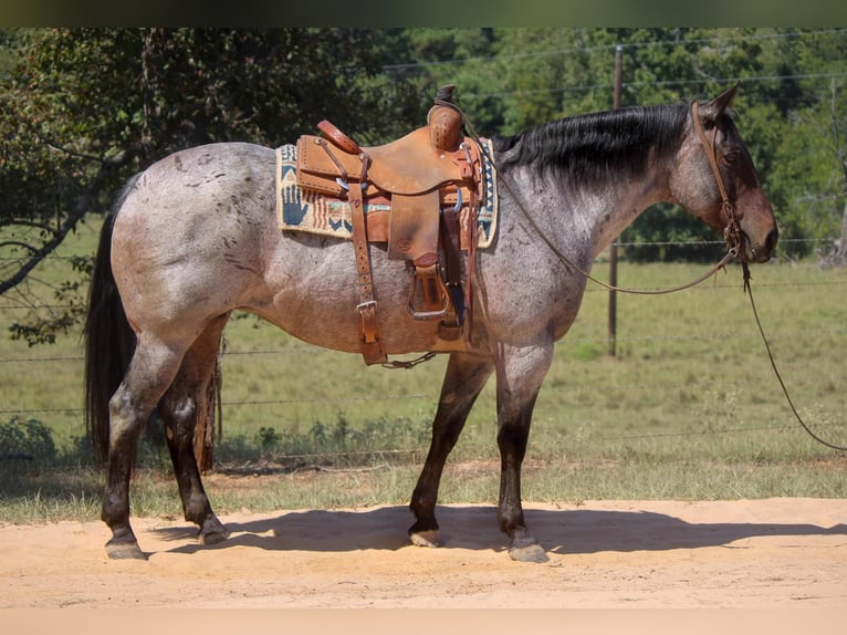 American Quarter Horse Mare 11 years 15,2 hh Roan-Bay in Rusk TX