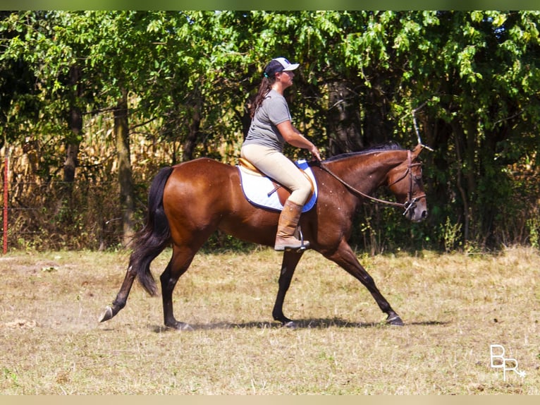 American Quarter Horse Mare 11 years 15 hh Bay in Mountain Grove, MO