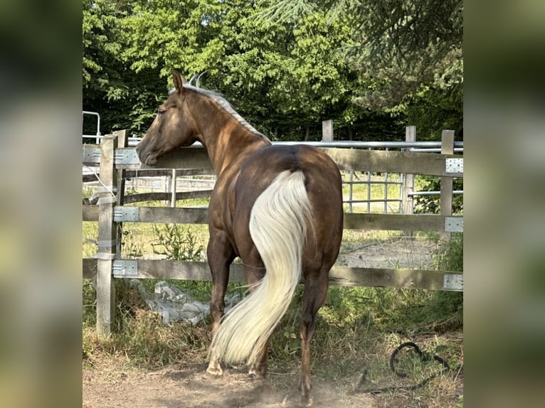 American Quarter Horse Mare 11 years 15 hh Palomino in Haan
