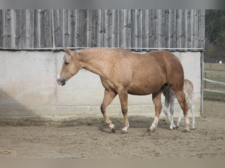 American Quarter Horse Mare 11 years 15 hh Palomino in Haigerloch