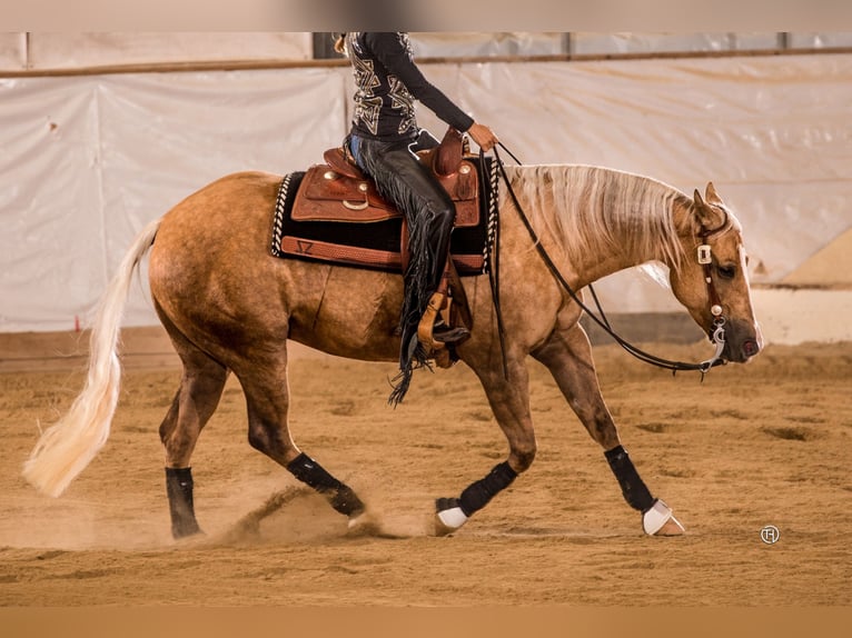 American Quarter Horse Mare 11 years 15 hh Palomino in Haigerloch