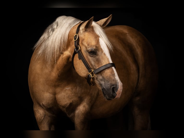 American Quarter Horse Mare 11 years 15 hh Palomino in Haigerloch