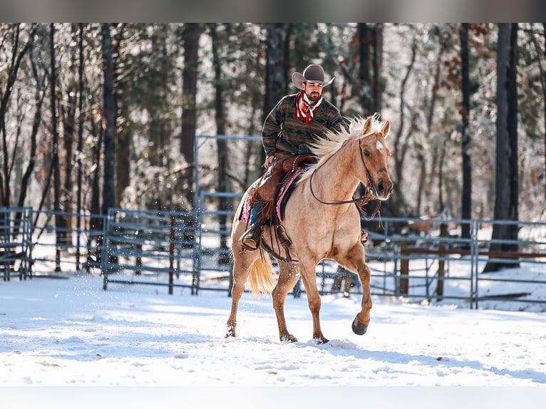 American Quarter Horse Mare 11 years 15 hh Palomino in Lyles