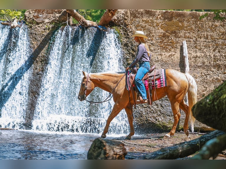 American Quarter Horse Mare 11 years 15 hh Palomino in Lyles