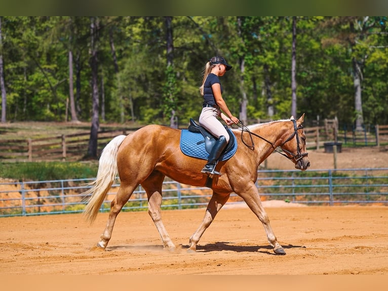 American Quarter Horse Mare 11 years 15 hh Palomino in Lyles