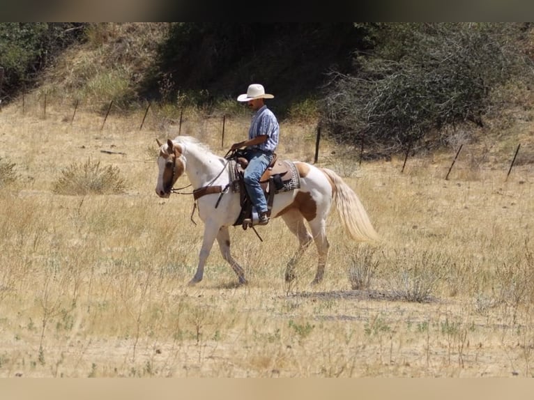 American Quarter Horse Mare 11 years 15 hh Tobiano-all-colors in Paicines CA
