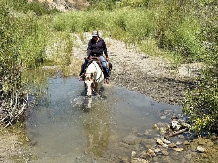 American Quarter Horse Mare 11 years 15 hh Tobiano-all-colors in Paicines CA