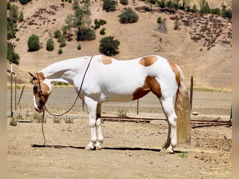 American Quarter Horse Mare 11 years 15 hh Tobiano-all-colors in Paicines CA