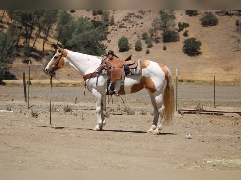 American Quarter Horse Mare 11 years 15 hh Tobiano-all-colors in Paicines CA