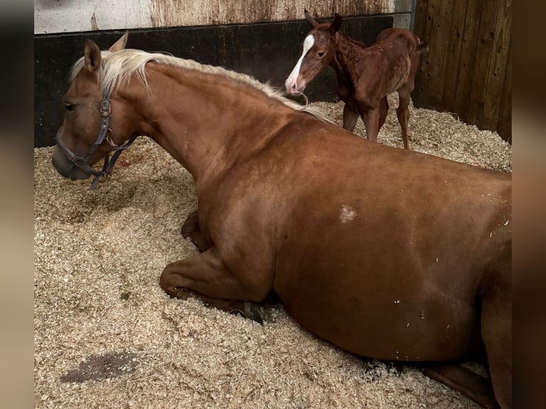 American Quarter Horse Mare 11 years 15,1 hh Palomino in Rotterdam