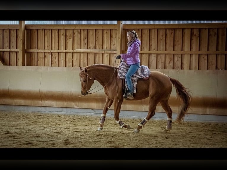 American Quarter Horse Mare 11 years 15,2 hh Chestnut-Red in Grenzach-Wyhlen