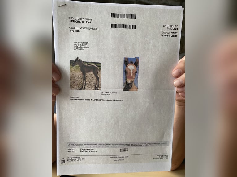 American Quarter Horse Mare 11 years 15,2 hh Dun in Pudagla