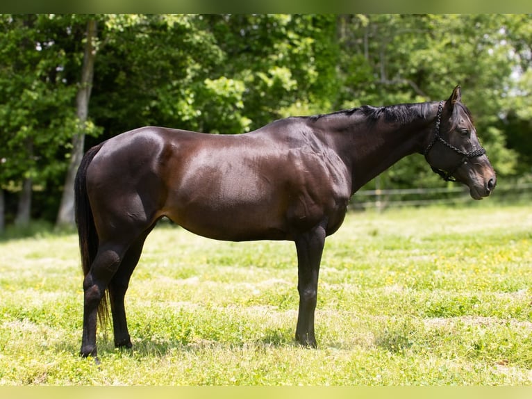 American Quarter Horse Mare 11 years 16 hh Brown in Henderson, KY
