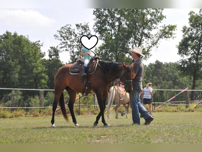 American Quarter Horse Mare 11 years 16 hh Brown in Binnen