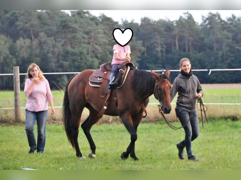 American Quarter Horse Mare 11 years 16 hh Brown in Binnen