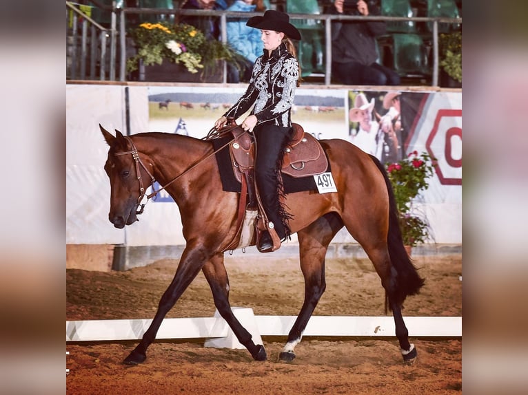 American Quarter Horse Mare 11 years 16 hh Brown in Binnen