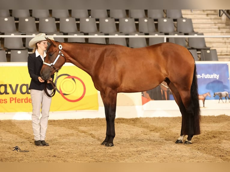 American Quarter Horse Mare 11 years 16 hh Brown in Binnen