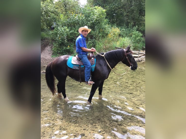 American Quarter Horse Mare 11 years Black in Howell, mi