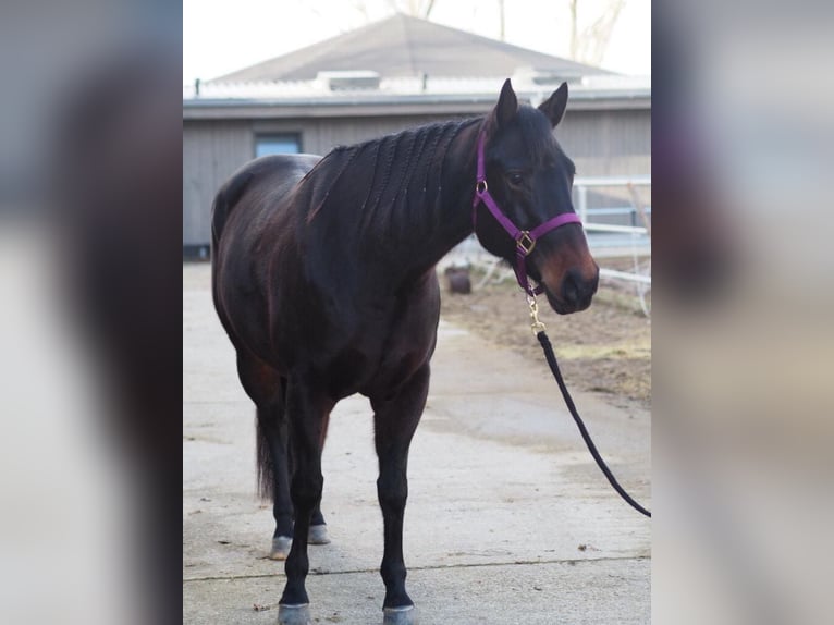 American Quarter Horse Mare 11 years in Lautertal