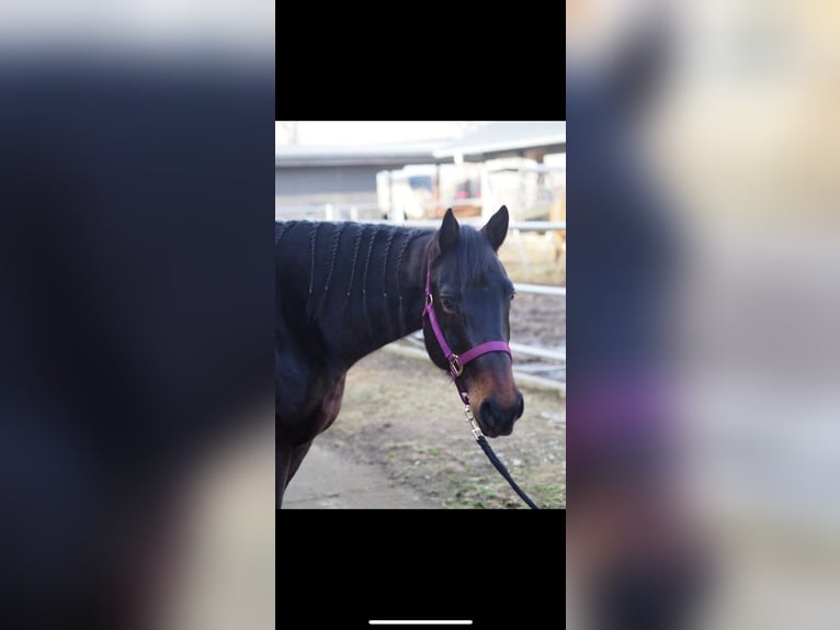 American Quarter Horse Mare 11 years in Lautertal