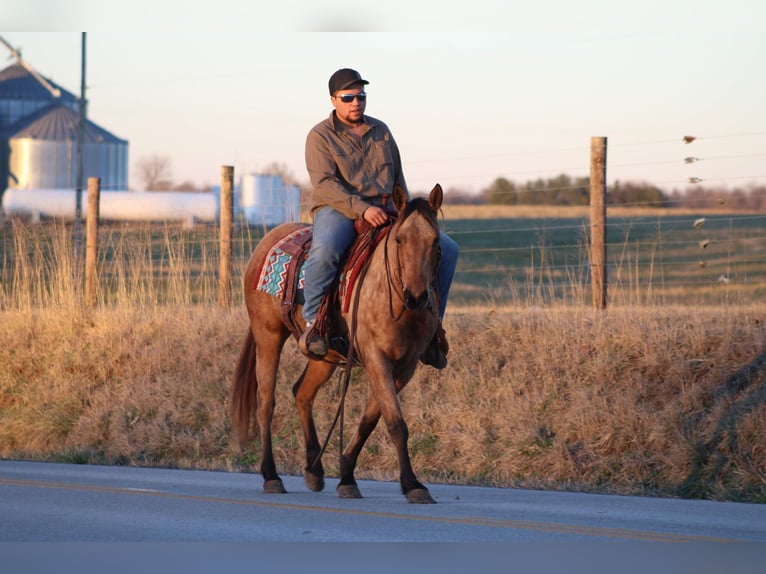 American Quarter Horse Mare 11 years Buckskin in Sanora KY