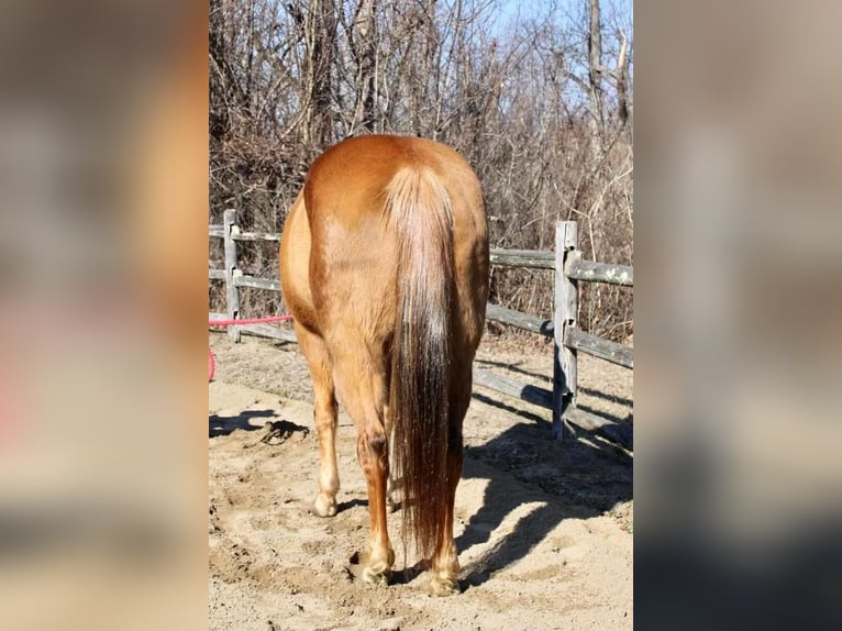American Quarter Horse Mix Mare 11 years Palomino in Allentown, NJ