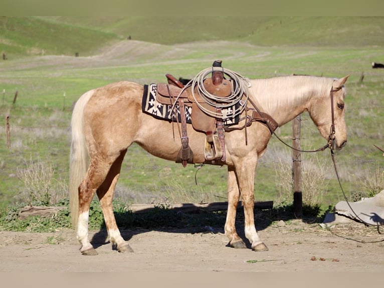 American Quarter Horse Mare 11 years Palomino in Bitterwater, Ca