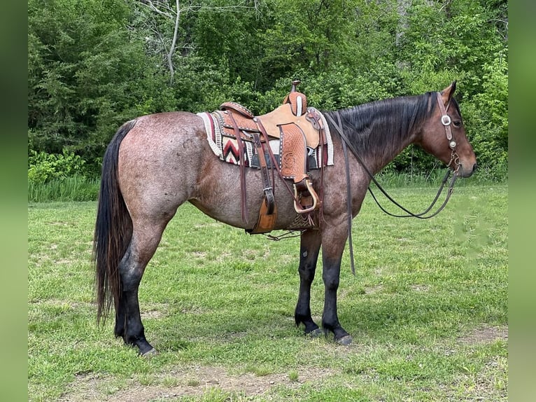 American Quarter Horse Mare 11 years Roan-Bay in Zearing, IA
