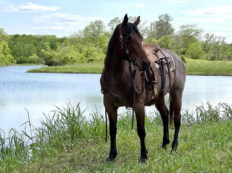 American Quarter Horse Mare 11 years Roan-Bay in Zearing, IA