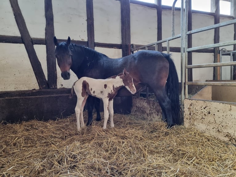 American Quarter Horse Mare 12 years 13.2 hh Brown in Büttstedt