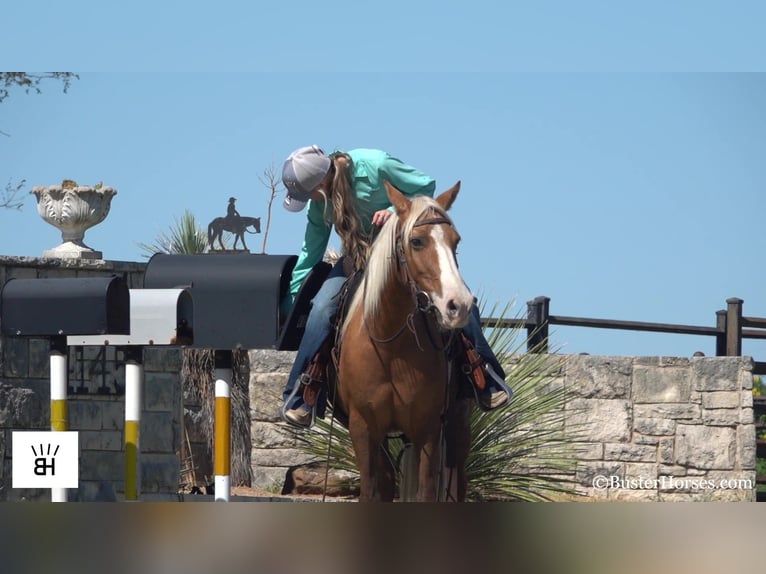 American Quarter Horse Mare 12 years 13 hh Palomino in Weatherford TX