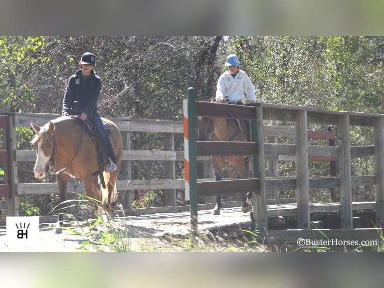 American Quarter Horse Mare 12 years 13 hh Palomino in Weatherford TX