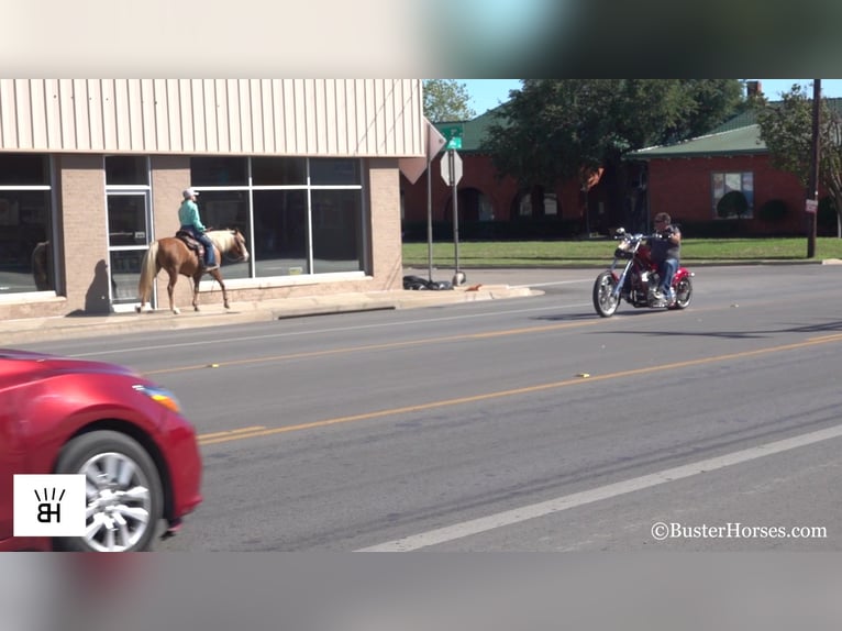 American Quarter Horse Mare 12 years 13 hh Palomino in Weatherford TX