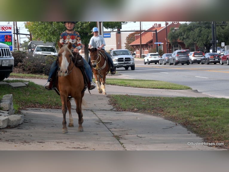 American Quarter Horse Mare 12 years 13 hh Palomino in Weatherford TX