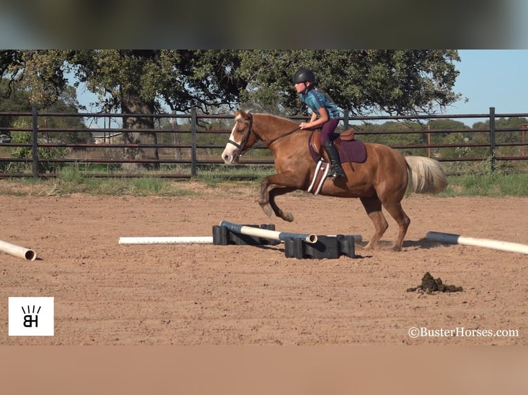 American Quarter Horse Mare 12 years 13 hh Palomino in Weatherford TX