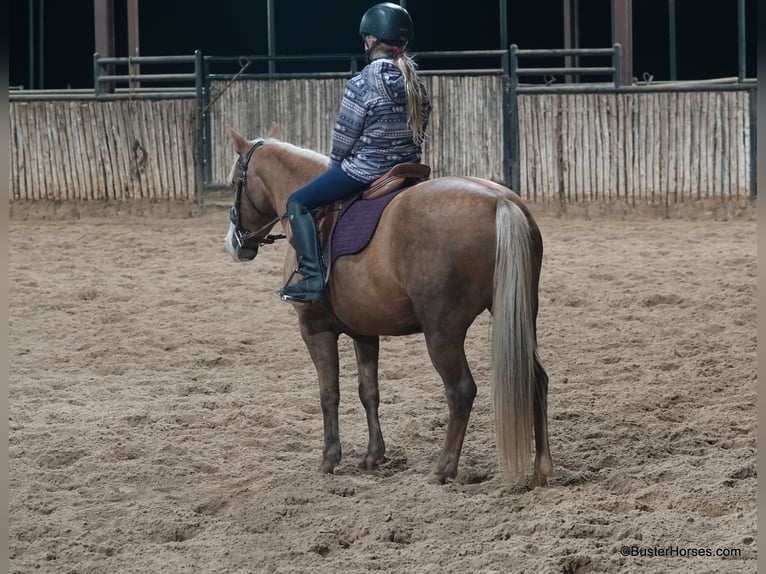 American Quarter Horse Mare 12 years 13 hh Palomino in Weatherford TX