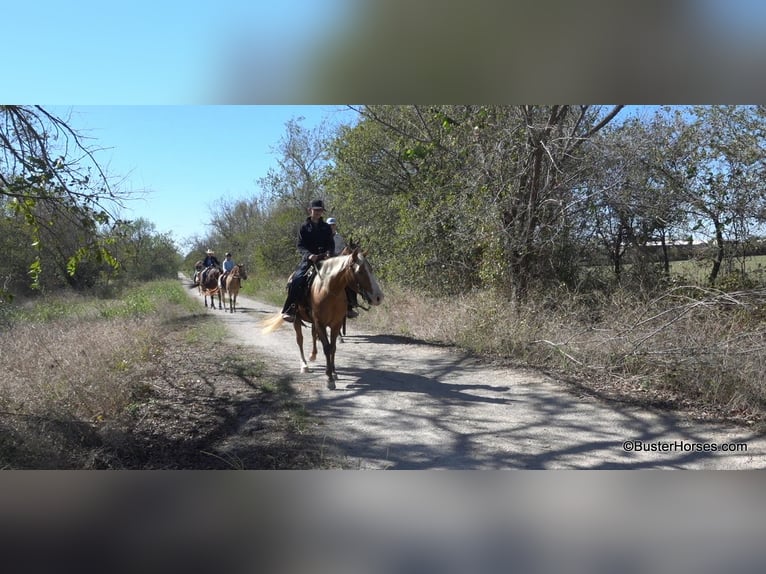 American Quarter Horse Mare 12 years 13 hh Palomino in Weatherford TX