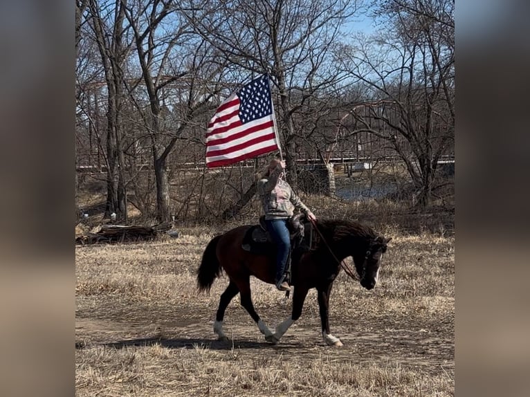American Quarter Horse Mare 12 years 13,2 hh Bay in Libson IA