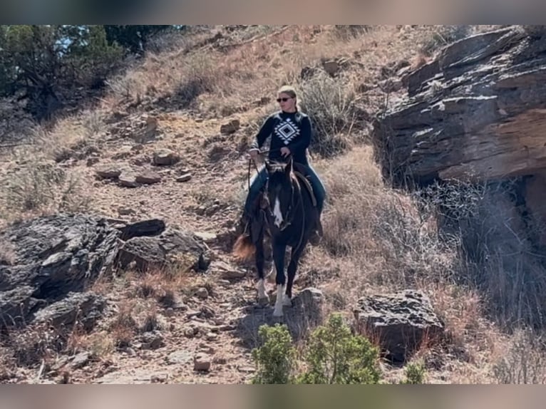 American Quarter Horse Mare 12 years 13,2 hh Bay in Libson IA